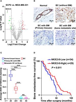 NKX2-8/PTHrP Axis-Mediated Osteoclastogenesis and Bone Metastasis in Breast Cancer